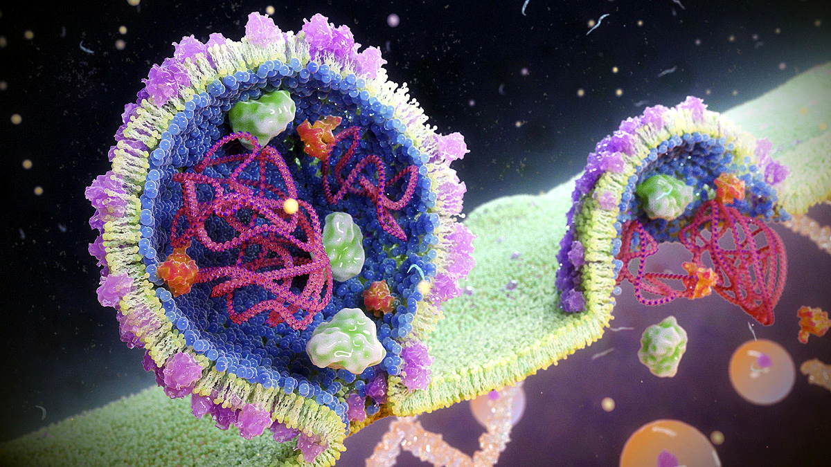 Arenavirus