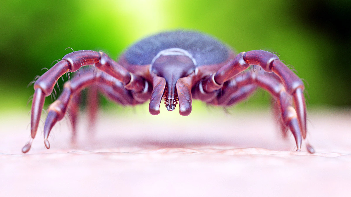 Black Legged Tick