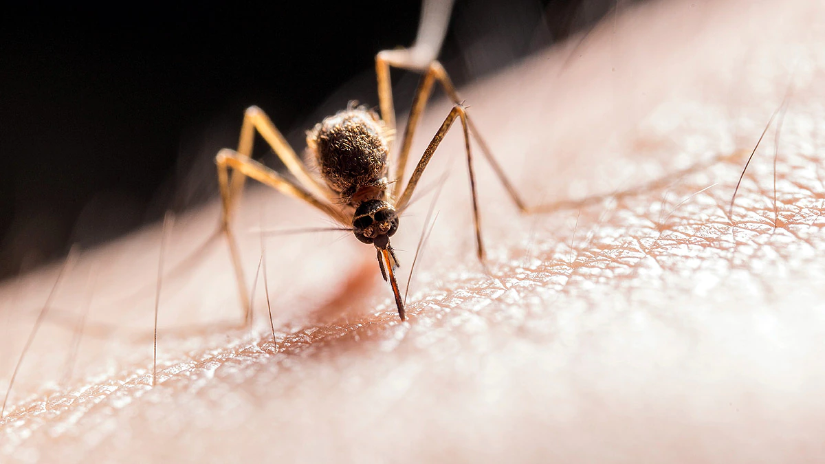 Japanese Encephalitis