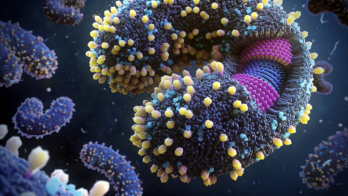 Torovirus