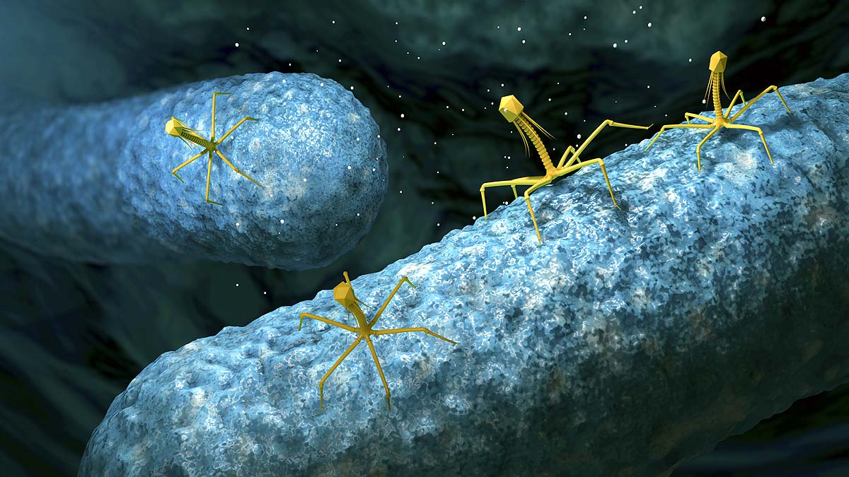 Viruses That Eat Bacteria