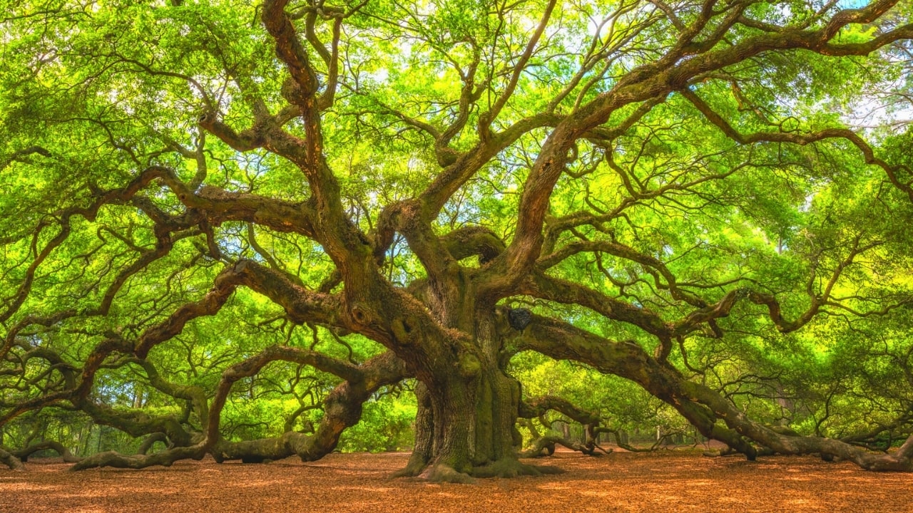 Angel Oak Tree