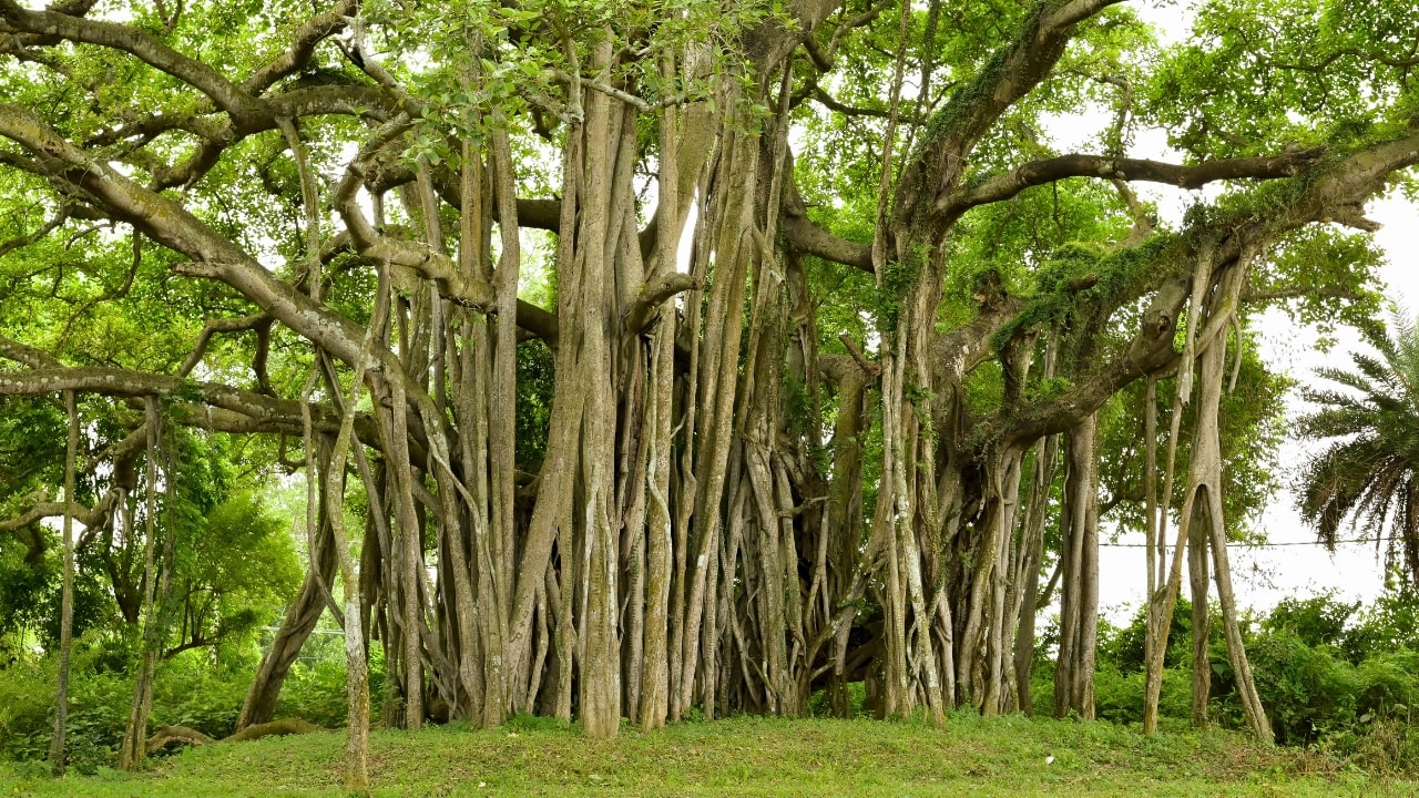 Banyan Tree