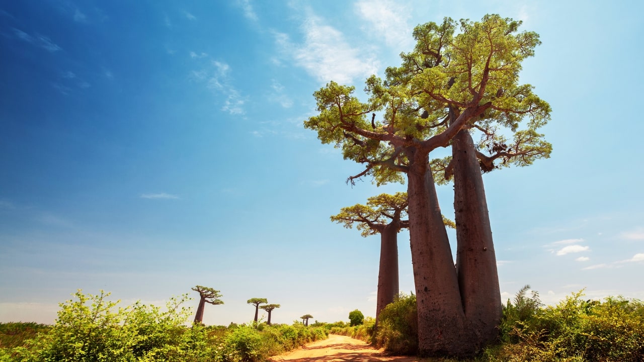Baobab Tree